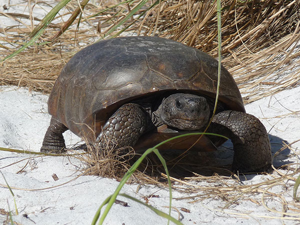 Florida gopher tortoise