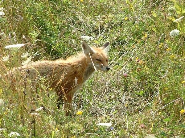 fox