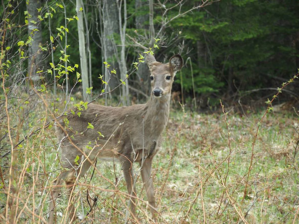 northwoods deer