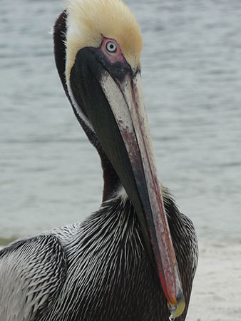 pelican