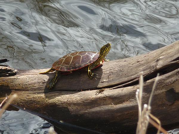 painted turtle