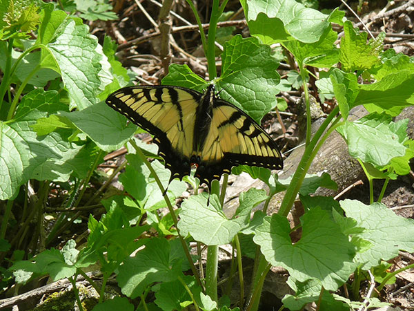 swallowtail butterfly